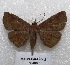  ( - MACN-Bar-Lep-ct 05468)  @13 [ ] Copyright (2013) MACN Museo Argentino de Ciencias Naturales "Bernardino Rivadavia"