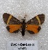  ( - MACN-Bar-Lep-ct 05483)  @14 [ ] Copyright (2013) MACN Museo Argentino de Ciencias Naturales "Bernardino Rivadavia"