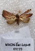  (Proroblemma sp. PL1 - MACN-Bar-Lep-ct 05523)  @12 [ ] Copyright (2013) MACN Museo Argentino de Ciencias Naturales "Bernardino Rivadavia"