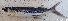  ( - 1250_001)  @11 [ ] CreativeCommons Attribution ShareAlike (2021) Institut Halieutique et des Sciences Marines Institut Halieutique et des Sciences Marines
