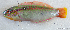  ( - 1307_007)  @11 [ ] CreativeCommons Attribution ShareAlike (2021) Institut Halieutique et des Sciences Marines Institut Halieutique et des Sciences Marines