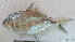  ( - 1581_005)  @11 [ ] CreativeCommons Attribution ShareAlike (2022) Institut Halieutique et des Sciences Marines Institut Halieutique et des Sciences Marines