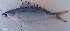  ( - 1594_005)  @11 [ ] CreativeCommons Attribution ShareAlike (2022) Institut Halieutique et des Sciences Marines Institut Halieutique et des Sciences Marines