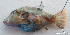  ( - 1816_007)  @11 [ ] CreativeCommons Attribution ShareAlike (2022) Institut Halieutique et des Sciences Marines Institut Halieutique et des Sciences Marines