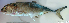  ( - 2148_001)  @11 [ ] CreativeCommons Attribution ShareAlike (2022) Institut Halieutique et des Sciences Marines Institut Halieutique et des Sciences Marines