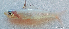  ( - 2151_006)  @11 [ ] CreativeCommons Attribution ShareAlike (2022) Institut Halieutique et des Sciences Marines Institut Halieutique et des Sciences Marines