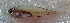  ( - 2188_022)  @11 [ ] CreativeCommons Attribution ShareAlike (2022) Institut Halieutique et des Sciences Marines Institut Halieutique et des Sciences Marines