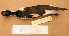  (Himantopus mexicanus - JGS 1760)  @13 [ ] CreativeCommons - Attribution (2010) Unspecified Royal Ontario Museum
