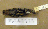 (Gallinago delicata - JGS 1783)  @14 [ ] CreativeCommons - Attribution (2010) Unspecified Royal Ontario Museum