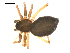  ( - 09ONTGAB-144)  @13 [ ] CreativeCommons - Attribution Share-Alike (2009) Gergin Blagoev, Centre for Biodiversity Genomics Unspecified