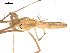  ( - BIOUG00163-H11)  @12 [ ] CC-0  G. Blagoev 2010 Unspecified
