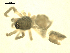  ( - CCDB-04287-F06)  @12 [ ] CreativeCommons - Attribution (2009) Gergin Blagoev, Centre for Biodiversity Genomics Centre for Biodiversity Genomics