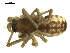  ( - CCDB-04289-C10)  @12 [ ] CreativeCommons - Attribution (2009) Gergin Blagoev, Centre for Biodiversity Genomics Centre for Biodiversity Genomics