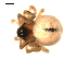  ( - CCDB-04290-D04)  @12 [ ] CreativeCommons - Attribution (2009) Gergin Blagoev, Centre for Biodiversity Genomics Centre for Biodiversity Genomics