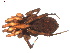  ( - BIOUG00521-H08)  @13 [ ] CC-0  G. Blagoev 2010 Unspecified