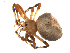  ( - BIOUG00614-E02)  @13 [ ] CC-0  G. Blagoev 2010 Unspecified