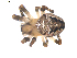  ( - BIOUG00615-A07)  @13 [ ] CC-0  G. Blagoev 2010 Unspecified