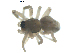  ( - BIOUG00623-A03)  @12 [ ] CC-0  G. Blagoev 2010 Unspecified