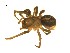  ( - BIOUG12603-H04)  @13 [ ] CreativeCommons - Attribution (2014) G. Blagoev Centre for Biodiversity Genomics