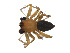  ( - BIOUG12606-F10)  @13 [ ] CreativeCommons - Attribution (2014) G. Blagoev Centre for Biodiversity Genomics