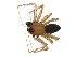  ( - BIOUG12606-F11)  @13 [ ] CreativeCommons - Attribution (2014) G. Blagoev Centre for Biodiversity Genomics