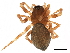  ( - BIOUG27609-F04)  @11 [ ] CreativeCommons - Attribution (2017) CBG Photography Group Centre for Biodiversity Genomics