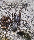  ( - BIOUG38890-H04)  @11 [ ] CC-0 (2019) Unspecified Unspecified