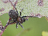 ( - BIOUG38890-C01)  @11 [ ] CC-0 (2019) Unspecified Unspecified