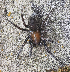  ( - BIOUG38899-E07)  @11 [ ] CC-0 (2020) Unspecified Unspecified
