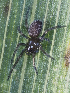  ( - BIOUG38899-D10)  @11 [ ] CC-0 (2020) Unspecified Unspecified