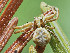  ( - BIOUG38890-H11)  @11 [ ] CC-0 (2019) Unspecified Unspecified