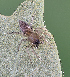  ( - BIOUG75007-D06)  @11 [ ] CC0 (2024) Unspecified Unspecified