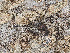  ( - BIOUG39666-G06)  @11 [ ] CC0 (2021) Unspecified Unspecified