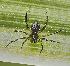  ( - BIOUG46673-C03)  @11 [ ] CreativeCommons - Attribution (2021) CC0 Centre for Biodiversity Genomics