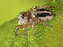  ( - BIOUG46672-B09)  @11 [ ] CC-0 (2019) Unspecified Unspecified