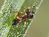  ( - BIOUG46672-C10)  @11 [ ] CC-0 (2019) Unspecified Unspecified