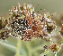  ( - BIOUG39666-D02)  @11 [ ] CC0 (2021) Unspecified Unspecified