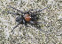  ( - BIOUG46369-C04)  @11 [ ] CC-0 (2019) Unspecified Unspecified