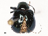  ( - CBG-B00501-G02)  @11 [ ] CreativeCommons - Attribution Share - Alike (2025) CBG Photography Group Centre for Biodiversity Genomics