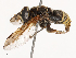  ( - CBG-B00585-C02)  @11 [ ] CreativeCommons - Attribution Share - Alike (2025) CBG Photography Group Centre for Biodiversity Genomics