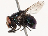  (Biopyrellia - CBG-B01174-B02)  @11 [ ] CreativeCommons - Attribution Share - Alike (2025) CBG Photography Group Centre for Biodiversity Genomics
