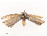  ( - CBG-B02480-D06)  @11 [ ] CreativeCommons - Attribution Share - Alike (2025) CBG Photography Group Centre for Biodiversity Genomics