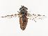  ( - CBG-B02484-A01)  @11 [ ] CreativeCommons - Attribution Share - Alike (2025) CBG Photography Group Centre for Biodiversity Genomics