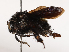  ( - CBG-B02488-A07)  @11 [ ] CreativeCommons - Attribution Share - Alike (2025) CBG Photography Group Centre for Biodiversity Genomics