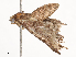  ( - CBG-B02488-B01)  @11 [ ] CreativeCommons - Attribution Share - Alike (2025) CBG Photography Group Centre for Biodiversity Genomics