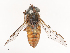  ( - CBG-B02489-B03)  @11 [ ] CreativeCommons - Attribution Share - Alike (2025) CBG Photography Group Centre for Biodiversity Genomics