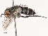  ( - CBG-B02496-F06)  @11 [ ] CreativeCommons - Attribution Share - Alike (2025) CBG Photography Group Centre for Biodiversity Genomics