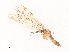  (Geranomyia recisa - CBG-B03941-G09)  @11 [ ] CreativeCommons - Attribution Share - Alike (2025) CBG Photography Group Centre for Biodiversity Genomics