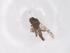  (Culicoides venezuelensis - CBG-B05036-D07)  @11 [ ] CreativeCommons - Attribution Share - Alike (2025) Centre for Biodiversity Genomics Centre for Biodiversity Genomics