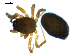 ( - CCDB-08823-F07)  @12 [ ] CC-0  Gergin Blagoev, Centre for Biodiversity Genomics Unspecified